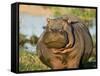 Hippopotamus, Tanzania-Charles Sleicher-Framed Stretched Canvas