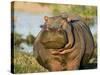 Hippopotamus, Tanzania-Charles Sleicher-Stretched Canvas