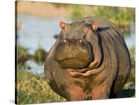 Hippopotamus, Tanzania-Charles Sleicher-Stretched Canvas