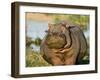 Hippopotamus, Tanzania-Charles Sleicher-Framed Premium Photographic Print