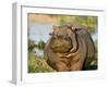 Hippopotamus, Tanzania-Charles Sleicher-Framed Premium Photographic Print