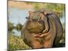 Hippopotamus, Tanzania-Charles Sleicher-Mounted Premium Photographic Print