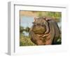 Hippopotamus, Tanzania-Charles Sleicher-Framed Photographic Print