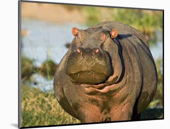 Hippopotamus, Tanzania-Charles Sleicher-Mounted Photographic Print