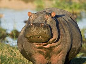 'Hippopotamus, Tanzania' Photographic Print - Charles Sleicher ...