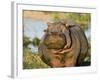 Hippopotamus, Tanzania-Charles Sleicher-Framed Photographic Print