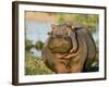 Hippopotamus, Tanzania-Charles Sleicher-Framed Photographic Print