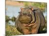 Hippopotamus, Tanzania-Charles Sleicher-Mounted Photographic Print