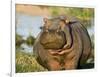 Hippopotamus, Tanzania-Charles Sleicher-Framed Photographic Print