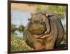 Hippopotamus, Tanzania-Charles Sleicher-Framed Photographic Print