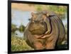 Hippopotamus, Tanzania-Charles Sleicher-Framed Photographic Print