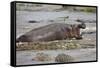 Hippopotamus Threatening Nile Crocodiles in River-Paul Souders-Framed Stretched Canvas
