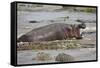 Hippopotamus Threatening Nile Crocodiles in River-Paul Souders-Framed Stretched Canvas