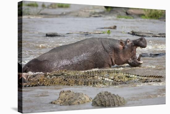 Hippopotamus Threatening Nile Crocodiles in River-Paul Souders-Stretched Canvas