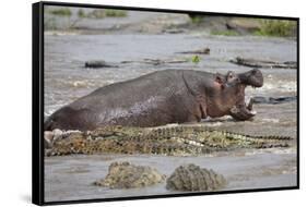 Hippopotamus Threatening Nile Crocodiles in River-Paul Souders-Framed Stretched Canvas