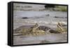 Hippopotamus Threatening Nile Crocodiles in River-Paul Souders-Framed Stretched Canvas