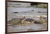 Hippopotamus Threatening Nile Crocodiles in River-Paul Souders-Framed Photographic Print