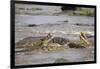 Hippopotamus Threatening Nile Crocodiles in River-Paul Souders-Framed Photographic Print