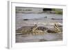 Hippopotamus Threatening Nile Crocodiles in River-Paul Souders-Framed Photographic Print