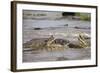 Hippopotamus Threatening Nile Crocodiles in River-Paul Souders-Framed Photographic Print