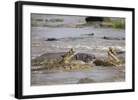 Hippopotamus Threatening Nile Crocodiles in River-Paul Souders-Framed Photographic Print