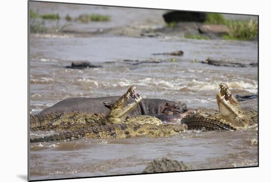 Hippopotamus Threatening Nile Crocodiles in River-Paul Souders-Mounted Photographic Print