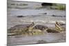 Hippopotamus Threatening Nile Crocodiles in River-Paul Souders-Mounted Photographic Print