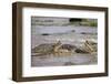 Hippopotamus Threatening Nile Crocodiles in River-Paul Souders-Framed Photographic Print