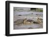 Hippopotamus Threatening Nile Crocodiles in River-Paul Souders-Framed Photographic Print