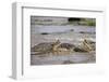 Hippopotamus Threatening Nile Crocodiles in River-Paul Souders-Framed Photographic Print