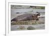 Hippopotamus Threatening Nile Crocodiles in River-Paul Souders-Framed Photographic Print