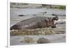 Hippopotamus Threatening Nile Crocodiles in River-Paul Souders-Framed Photographic Print