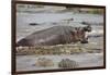 Hippopotamus Threatening Nile Crocodiles in River-Paul Souders-Framed Photographic Print