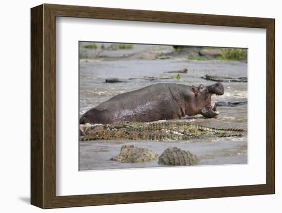 Hippopotamus Threatening Nile Crocodiles in River-Paul Souders-Framed Photographic Print