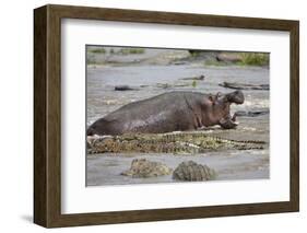 Hippopotamus Threatening Nile Crocodiles in River-Paul Souders-Framed Photographic Print