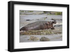 Hippopotamus Threatening Nile Crocodiles in River-Paul Souders-Framed Photographic Print