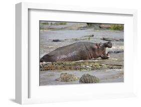 Hippopotamus Threatening Nile Crocodiles in River-Paul Souders-Framed Photographic Print