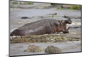 Hippopotamus Threatening Nile Crocodiles in River-Paul Souders-Mounted Photographic Print