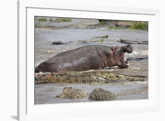 Hippopotamus Threatening Nile Crocodiles in River-Paul Souders-Framed Photographic Print