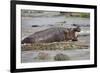 Hippopotamus Threatening Nile Crocodiles in River-Paul Souders-Framed Photographic Print