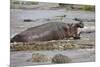 Hippopotamus Threatening Nile Crocodiles in River-Paul Souders-Mounted Photographic Print