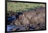 Hippopotamus Wallows in Mud-W. Perry Conway-Framed Premium Photographic Print