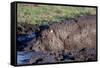 Hippopotamus Wallows in Mud-W. Perry Conway-Framed Stretched Canvas