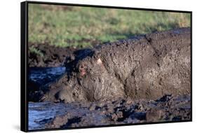 Hippopotamus Wallows in Mud-W. Perry Conway-Framed Stretched Canvas