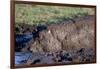 Hippopotamus Wallows in Mud-W. Perry Conway-Framed Photographic Print