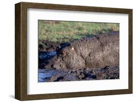 Hippopotamus Wallows in Mud-W. Perry Conway-Framed Photographic Print