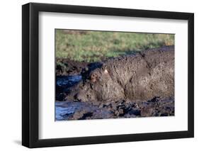 Hippopotamus Wallows in Mud-W. Perry Conway-Framed Photographic Print