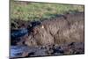 Hippopotamus Wallows in Mud-W. Perry Conway-Mounted Photographic Print