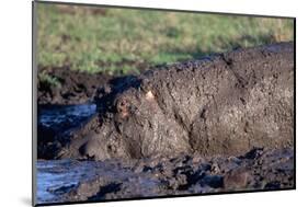 Hippopotamus Wallows in Mud-W. Perry Conway-Mounted Photographic Print