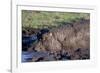 Hippopotamus Wallows in Mud-W. Perry Conway-Framed Photographic Print